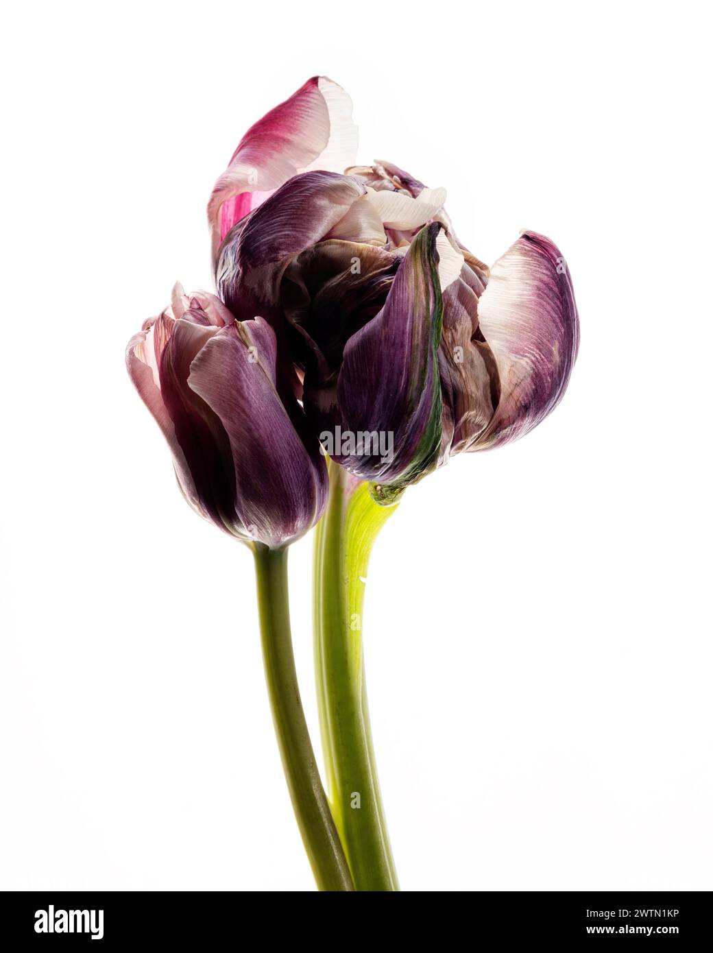 Eine fesselnde Studio-Aufnahme einer Tulpe, wunderschön isoliert vor einem sauberen Hintergrund. Diese Serie von drei Bildern veranschaulicht die Phasen des Welkens, Stockfoto