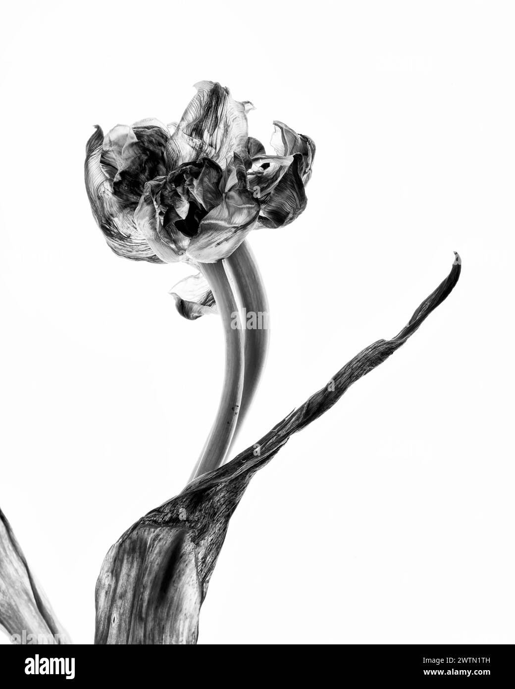 Eine fesselnde Studio-Aufnahme einer Tulpe, wunderschön isoliert vor einem sauberen Hintergrund. Diese Serie von drei Bildern veranschaulicht die Phasen des Welkens, Stockfoto