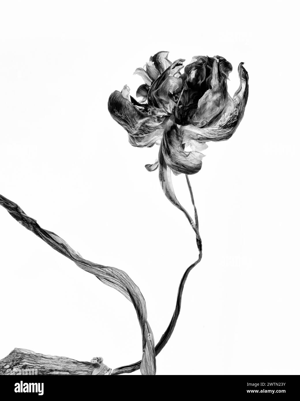 Eine fesselnde Studio-Aufnahme einer Tulpe, wunderschön isoliert vor einem sauberen Hintergrund. Diese Serie von drei Bildern veranschaulicht die Phasen des Welkens, Stockfoto