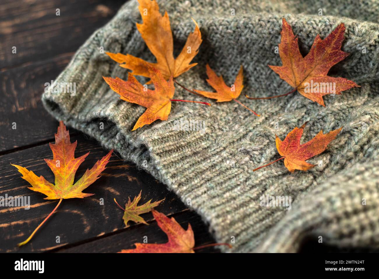 Herbstkomposition. Gestricktes Karo oder Schal und gefallene Blätter auf dunkelgrauem Hintergrund. Hallo Herbst, gemütliche Atmosphäre. Flache Lagen Stockfoto