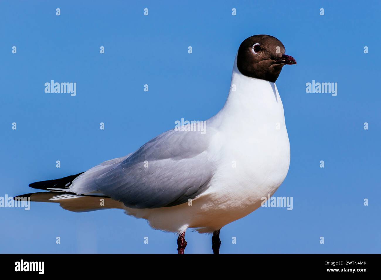 Schwarzkopfmöwe. Cowes, Isle of Wight, England, Vereinigtes Königreich, Europa Stockfoto