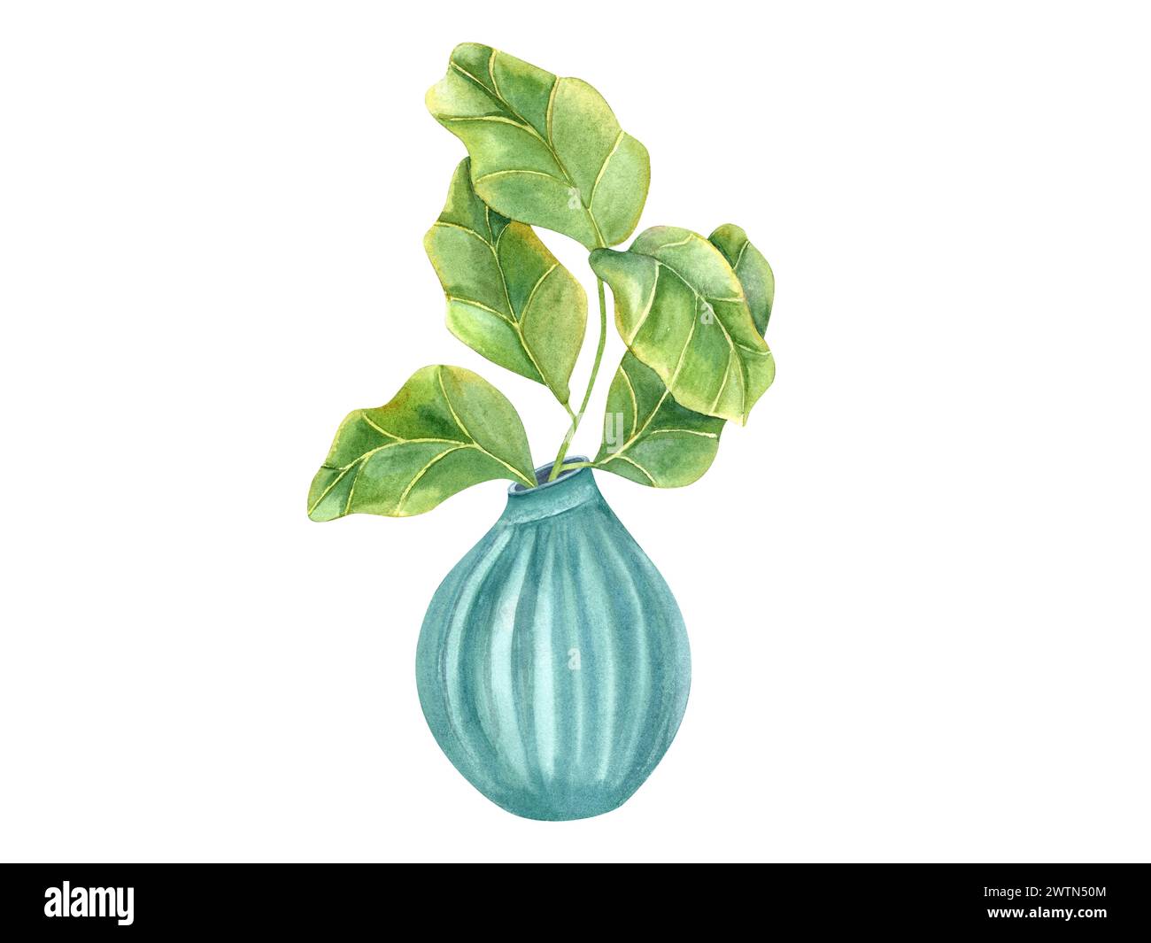 Stilvolle Pflanze mit riesigen grünen Blättern in blauem Keramiktopf. Zimmerpflanzen mit Geige-Blatt-Feige. Inneneinrichtung, Label, Logo, Grußworte. Gartenarbeit im Innenbereich. Stockfoto