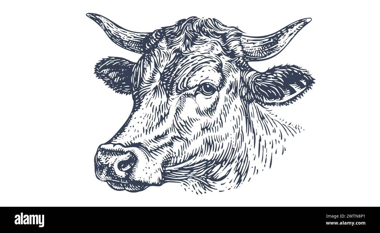 Kuh, Stier, Rindfleisch. Vintage-Retro-Druck, schwarz-weiße Kuh, Stier, Rindfleisch Sketch-Tinte Bleistiftzeichnung, Gravur Old School. Skizzieren Sie Bildmaterial Silhouette Kopf Kuh. Seitenansicht des Rinderbullen. Vektorabbildung Stock Vektor