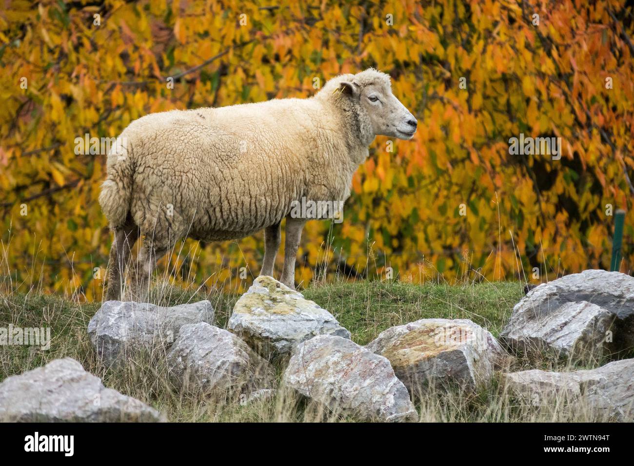 Ein Schaf Auf Der Novemberweide Herbstschaf Allein Tier Herbstszene Grasland Bauernhof Schafe Stehen Draußen Stockfoto