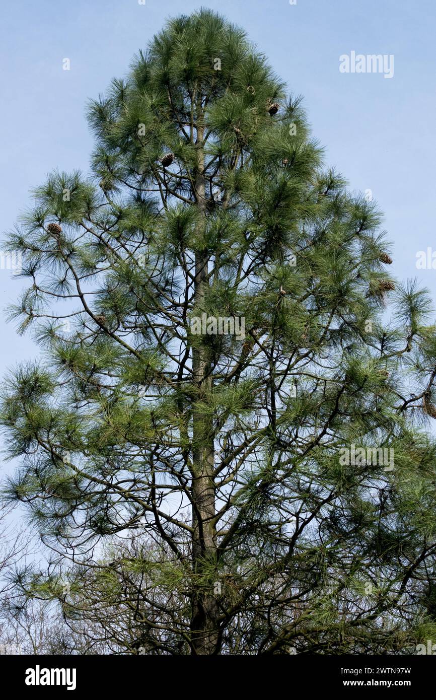 Pinus jeffreyi Baum Schwarze Kiefer ganzer Baum Jeffrey Kiefer Pino de Jeffrey Kiefer geformter Baum Pinus Stockfoto