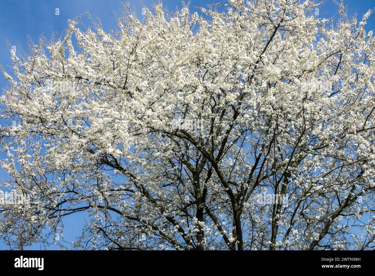 Weiße Blüten Zweige im frühen Frühjahr blühende Mirabelle Prunus domestica syriaca blühende Sträucher Zweige blühende März Prunus blüht Stockfoto