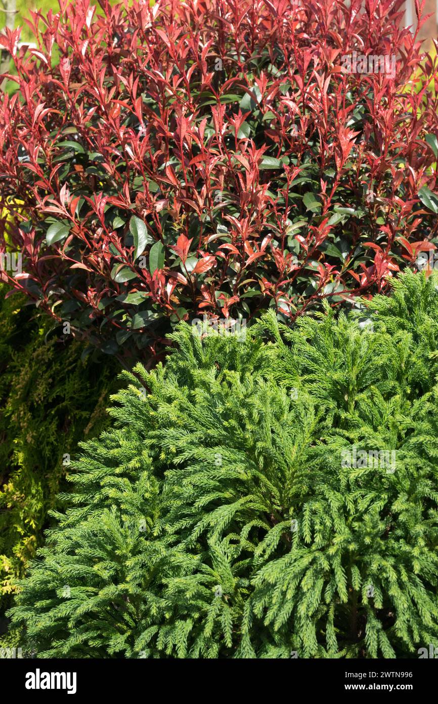 Rotspitze Photinia Japanische Zederne Rotgrünes Laub, Nadelbäume, Laubblättrige kleine Bäume Cryptomeria japonica Photinia x Fraseri Garten Kontrastquelle Stockfoto