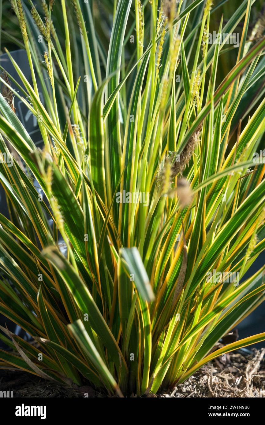 Carex morrowii „Everglow“ Variegated Sedge Carex morrowii Japanischer Gras Sedge Moderne Gartengräser Carex „Everglow“ Sedge Gräser Frühjahrsgras Stockfoto