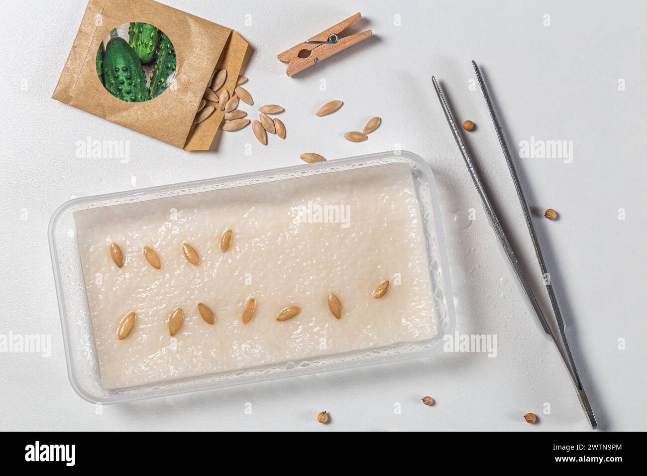 Pflanzen von Gemüsesamen auf weißem Hintergrund. Draufsicht. Pakete mit Saatgut. Vorbereitung auf die Gartenzeit. Stockfoto