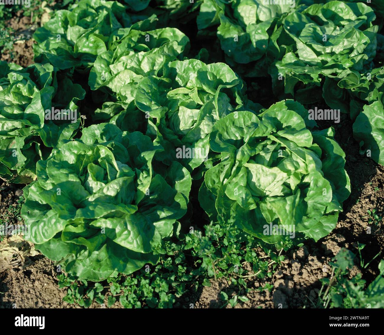 Vereinigtes Königreich. England. Landwirtschaft. Nahaufnahme von Butterhead Salat, der wächst. Stockfoto
