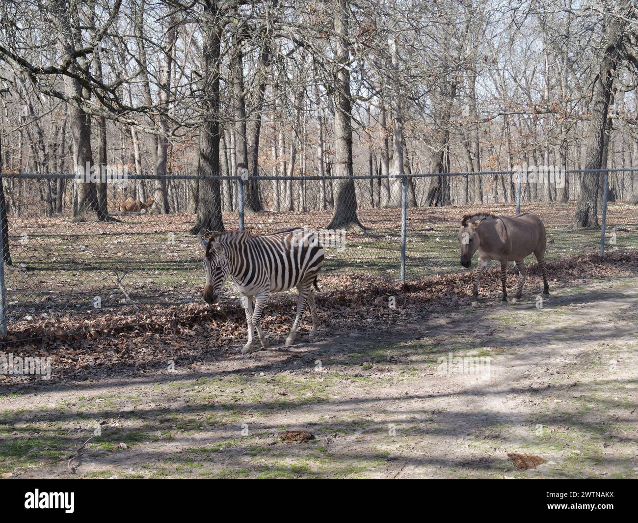 Strafford, Missouri - 12. März: Wild Animal Safari Springfield, MO Stockfoto