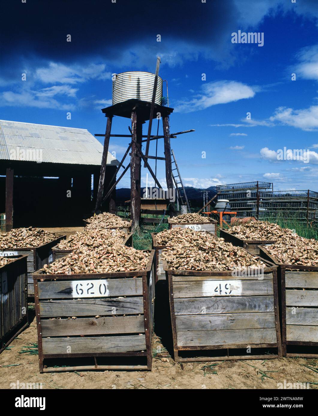 Australien. Queensland. Buderim. Landwirtschaft. Geernteter Ingwer in Kisten. Stockfoto