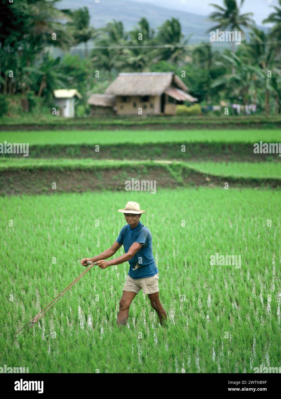 Philippinen. Luzon. Ein einheimischer Mann arbeitet im Reisfeld. Stockfoto