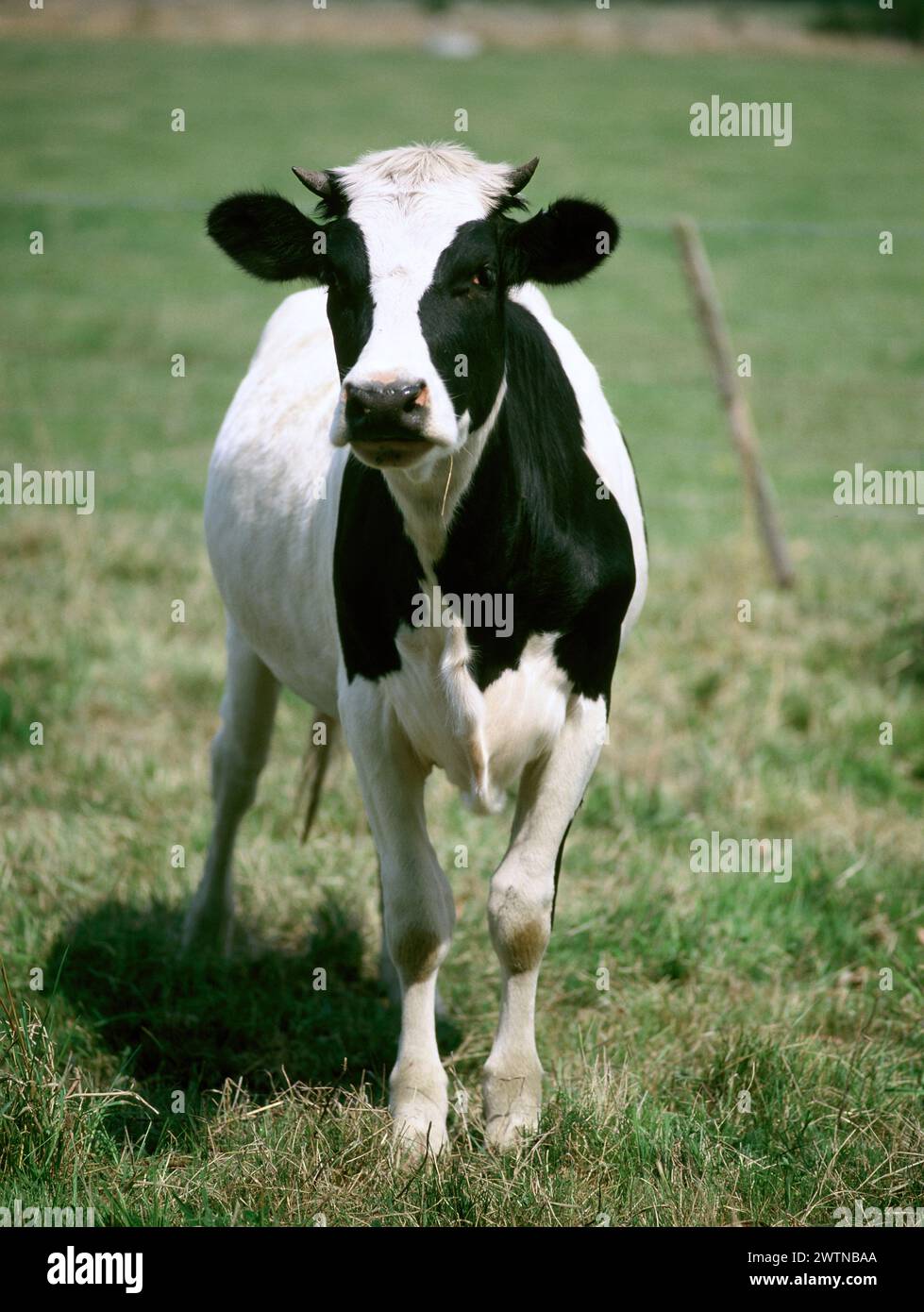 Nutztier. Holstein Friesisches Kalb auf dem Feld. Stockfoto