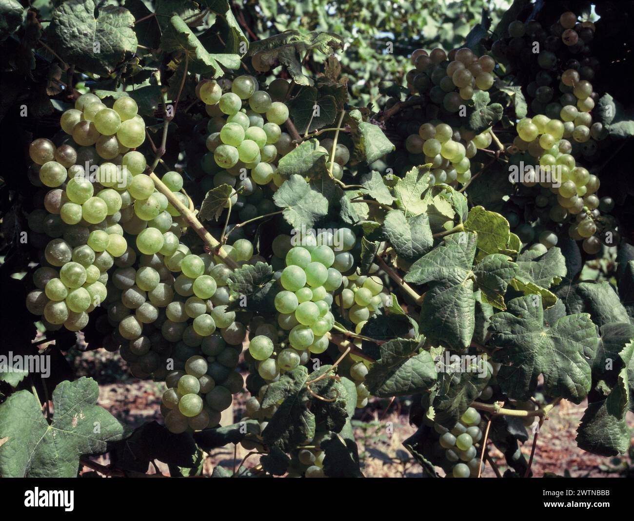 Neuseeland. Weinerzeugung. Nahaufnahme von grünen Trauben, die auf Reben wachsen. Stockfoto