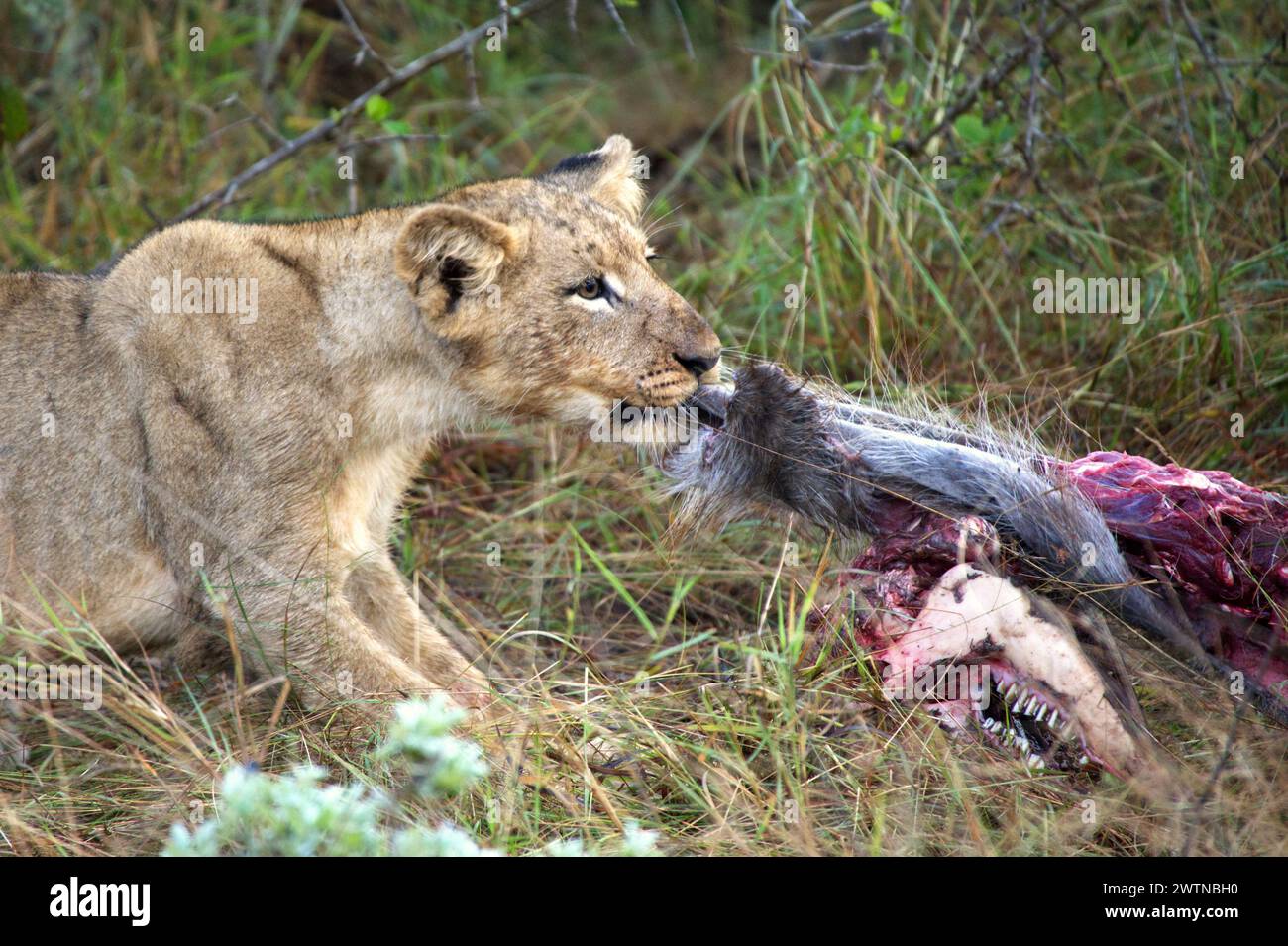 Ein Löwe isst einen Kill, wie er während einer Safari im Karongwe Game Reserve, Südafrika, gesehen wurde Stockfoto