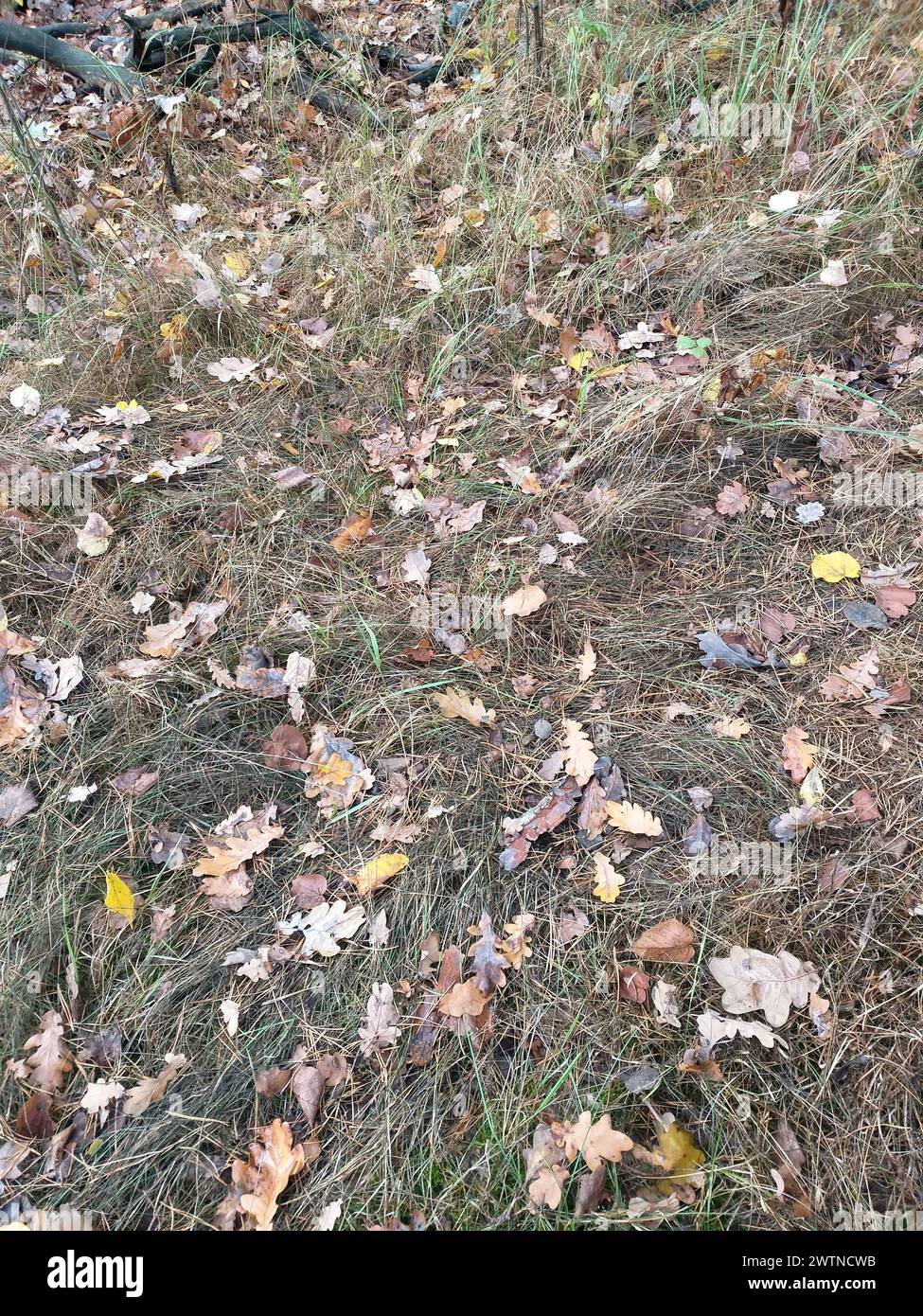 Herbsthintergrund: Gefallene Eichenblätter in trockenem Gras Stockfoto