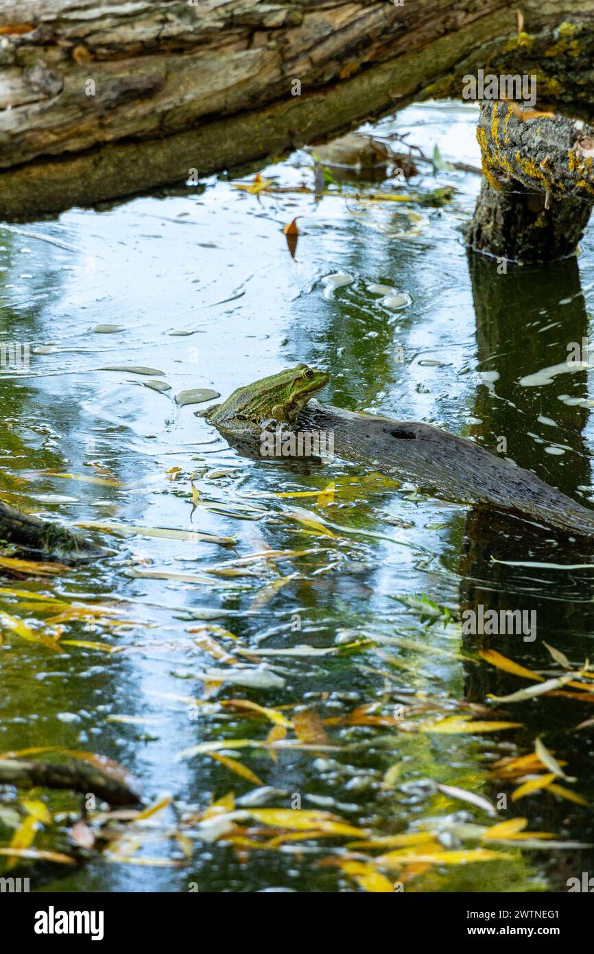 Ein Frosch sitzt auf einem versunkenen Stück Holz. Stockfoto