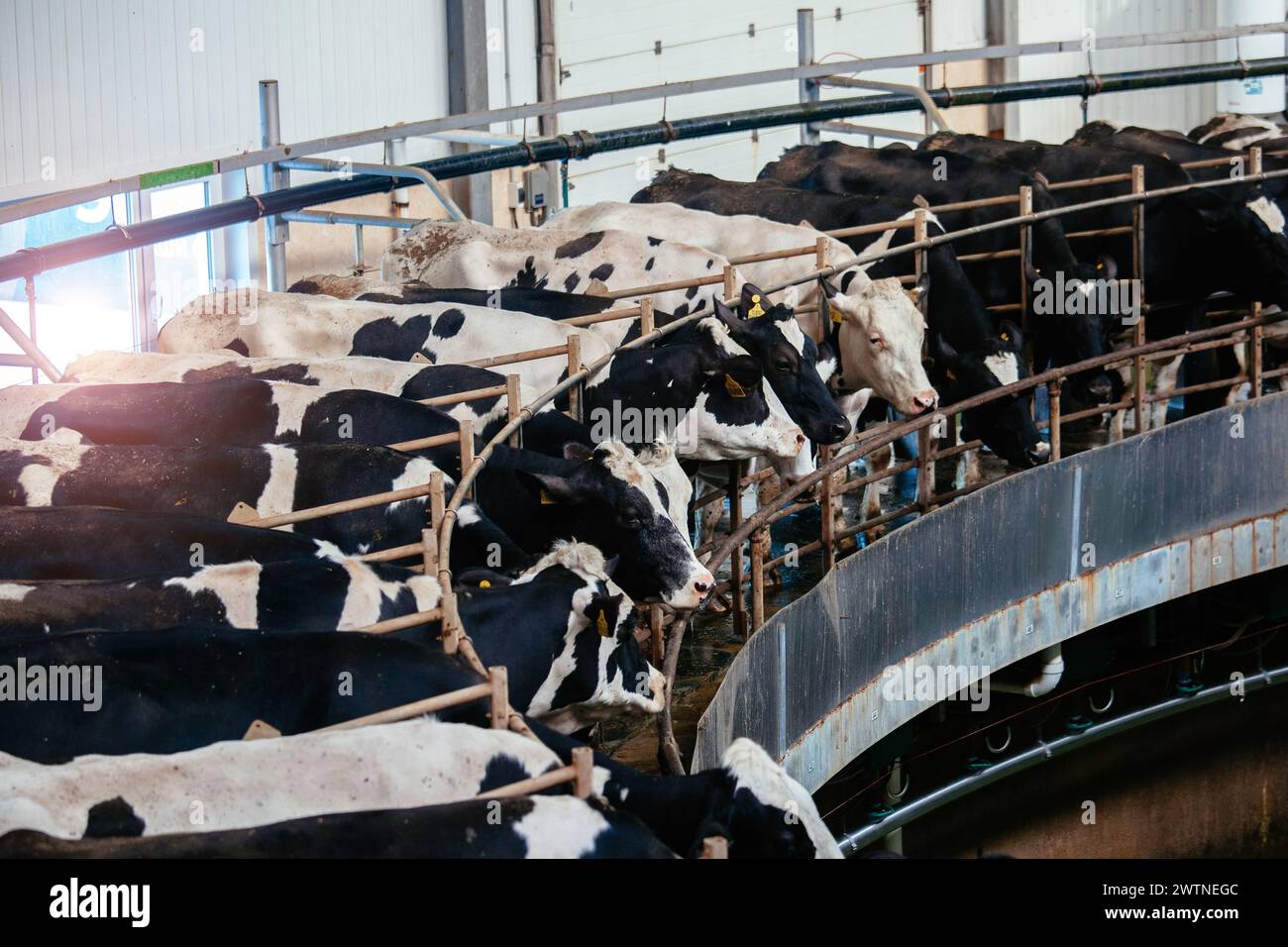 Melken von Kühen durch automatisches industrielles Melkrotationssystem in einem modernen Milchviehbetrieb. Stockfoto