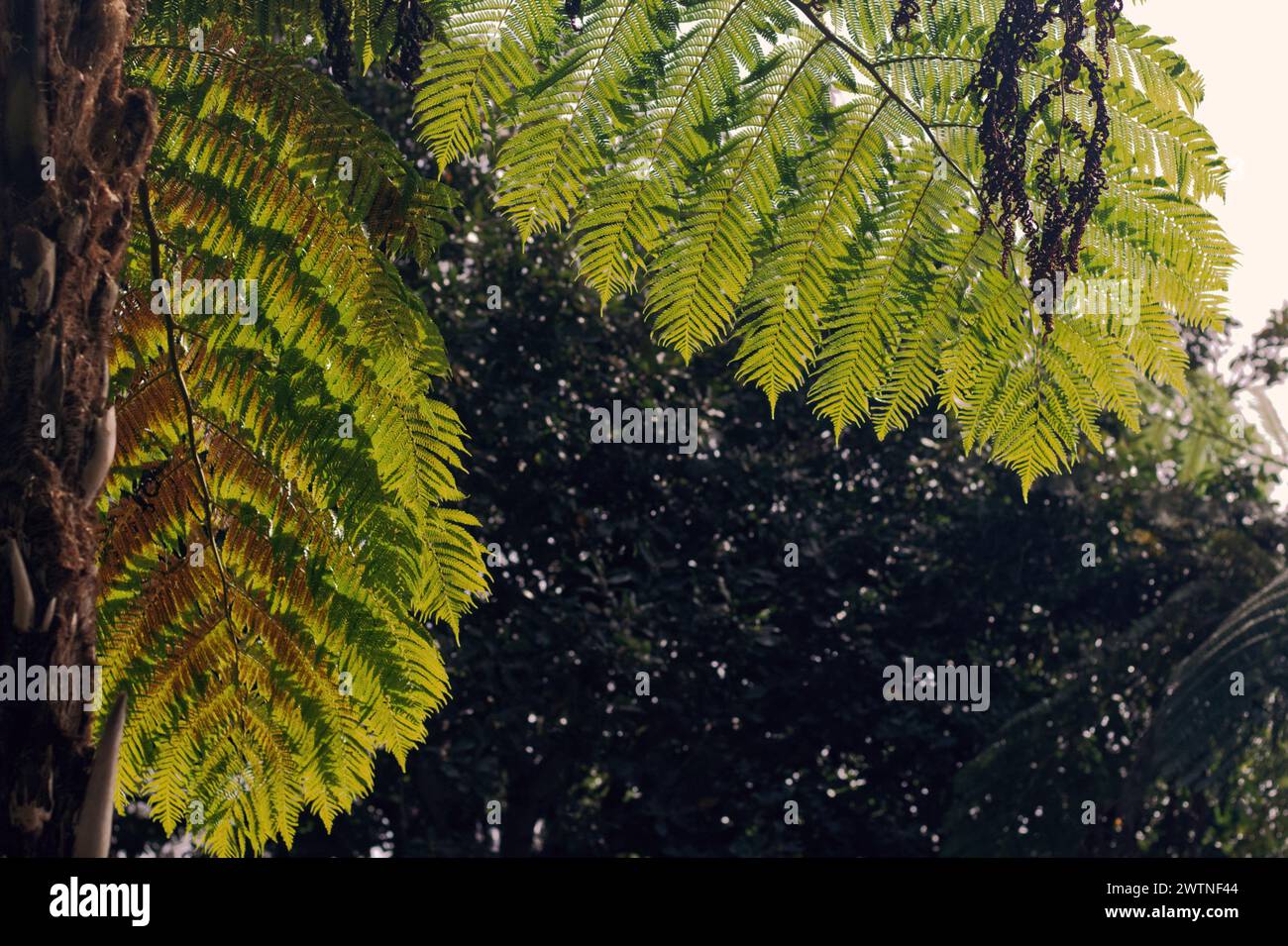 Blätter eines Baumes im botanischen Garten in Funchal Stockfoto