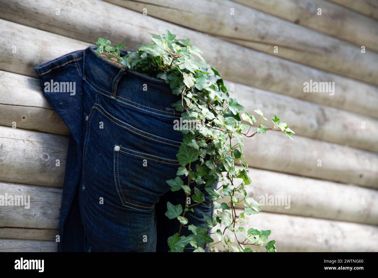 Upcycling und Recycling-Konzept – alte Jeans werden heute als Pflanzgefäße verwendet Stockfoto
