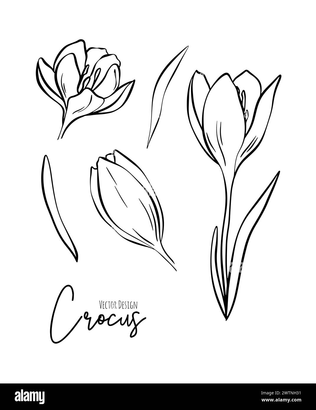 Botanische Set-Linie Illustration von Krokusblumen für Hochzeitseinladungen und Karten, Logo-Design, Web, soziale Medien und Poster, Vorlage, Werbung Stock Vektor