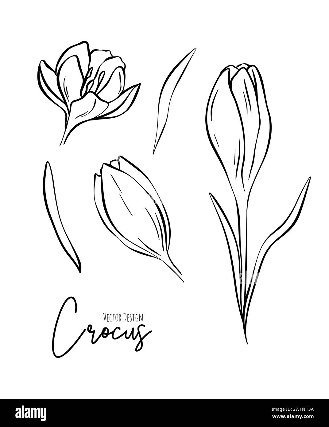 Botanische Set-Linie Illustration von Krokusblumen für Hochzeitseinladungen und Karten, Logo-Design, Web, soziale Medien und Poster, Vorlage, Werbung Stock Vektor