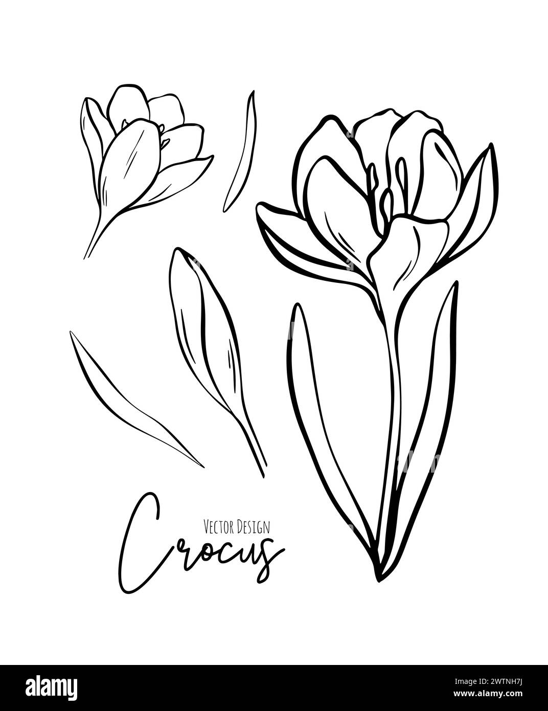 Botanische Set-Linie Illustration von Krokusblumen für Hochzeitseinladungen und Karten, Logo-Design, Web, soziale Medien und Poster, Vorlage, Werbung Stock Vektor