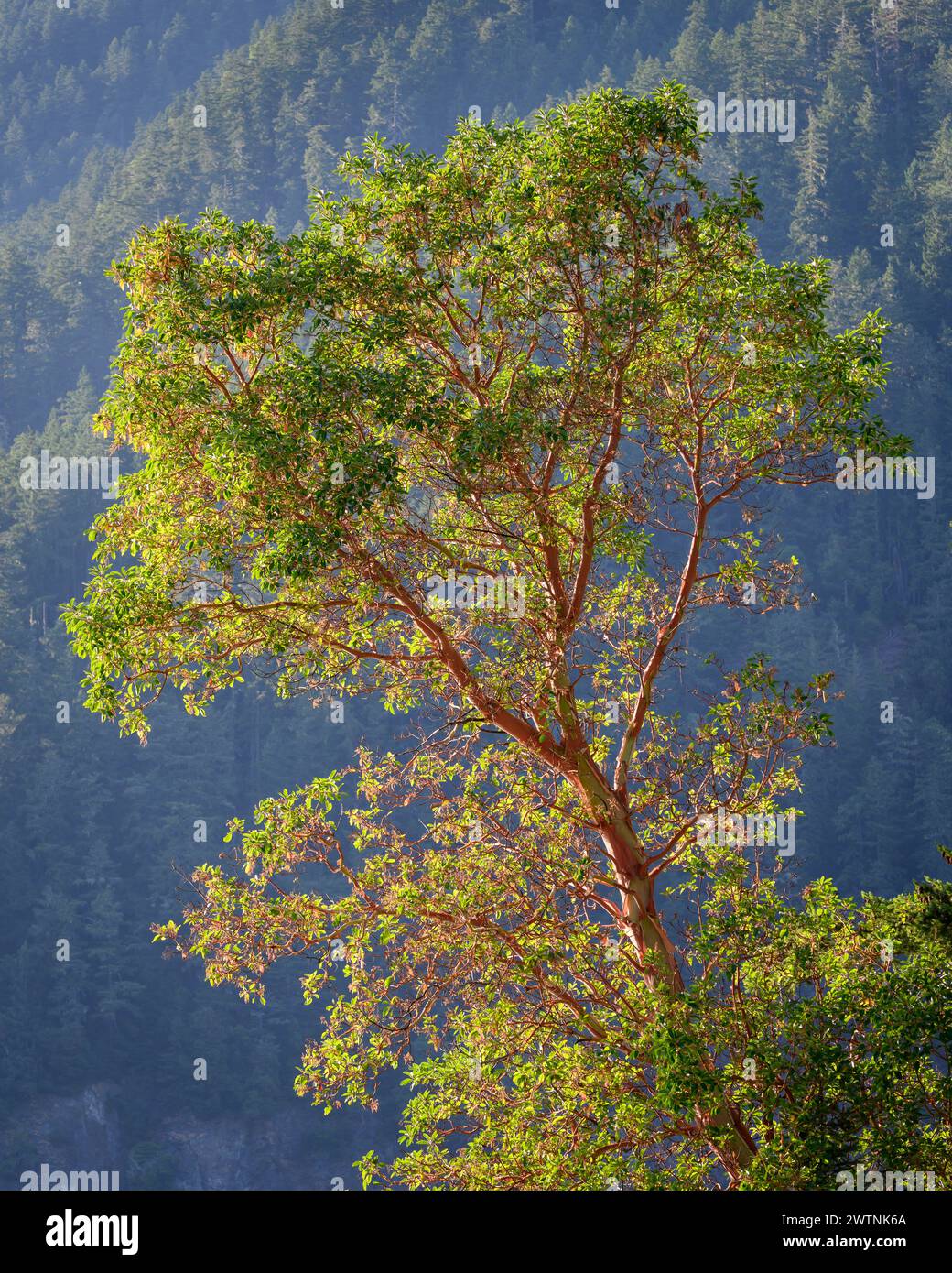 Madrone Tree, Lake Crescent, Olympic National Park, Washington, USA. Stockfoto