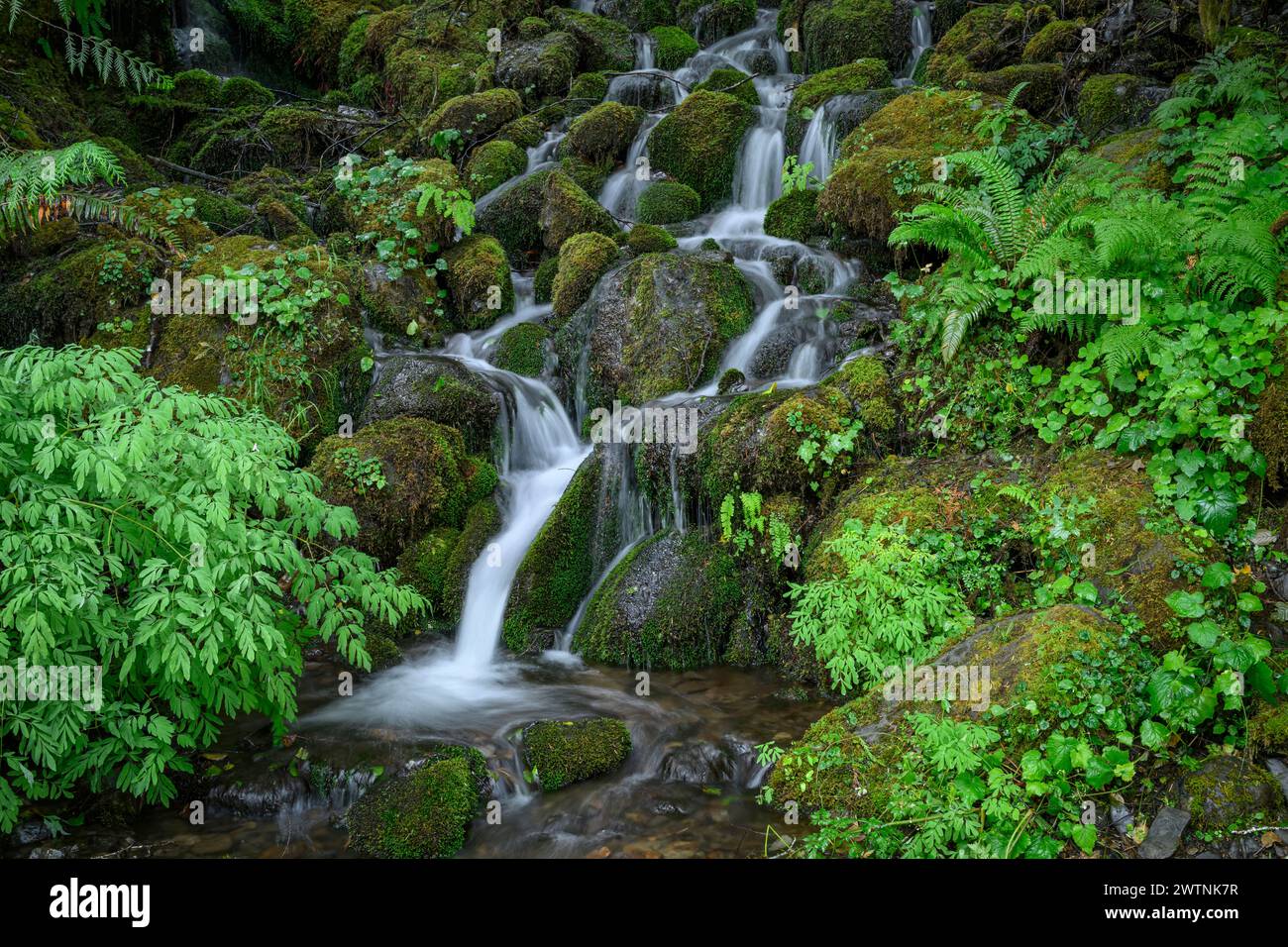 Ein kleiner Bach stürzt über moosige Felsen im Quinault-Viertel des Olympic National Park, Washington, USA. Stockfoto