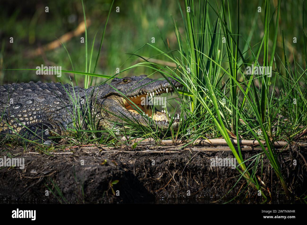 Nil-Krokodile, Crocodylus niloticus, am Ufer des Kwando-Flusses, Caprivi, Namibia Stockfoto