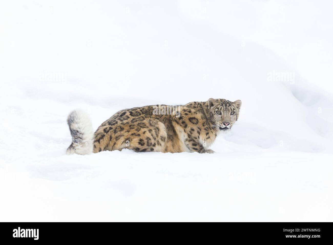 Schneeleopard Panthera uncia, Erwachsener sitzt auf Schnee, kontrollierte Bedingungen Stockfoto