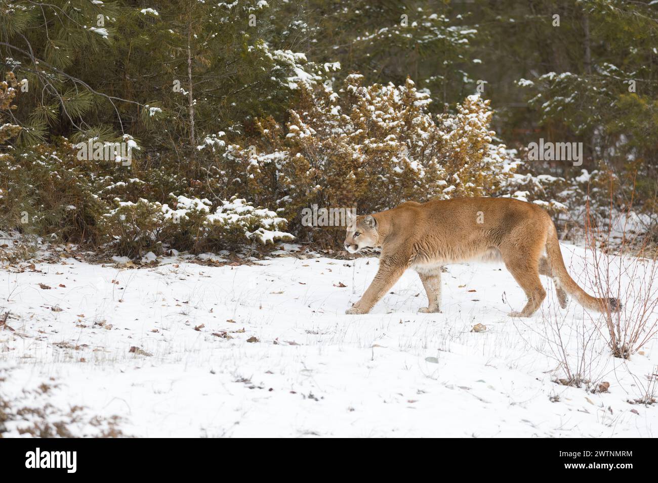 Puma Felis concolor, Erwachsener spaziert auf Schnee am Waldrand, Montana, USA, März Stockfoto