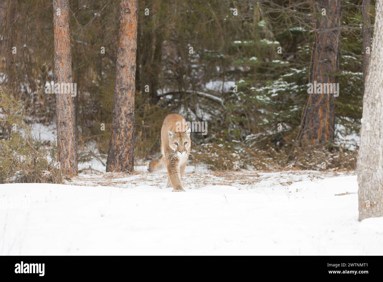 Puma Felis concolor, Erwachsener spaziert auf Schnee am Waldrand, Montana, USA, März Stockfoto