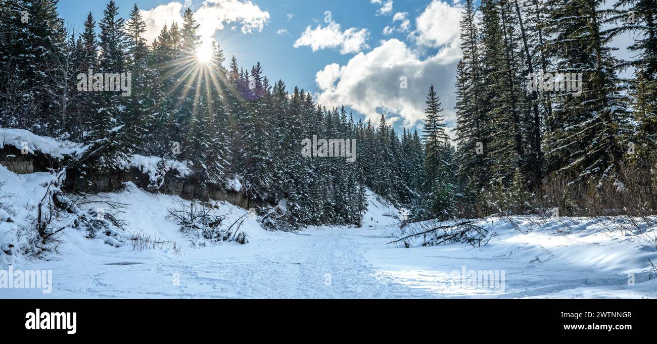 Natürliche Schönheit Wald Alberta Kanada Landschaft Stockfoto