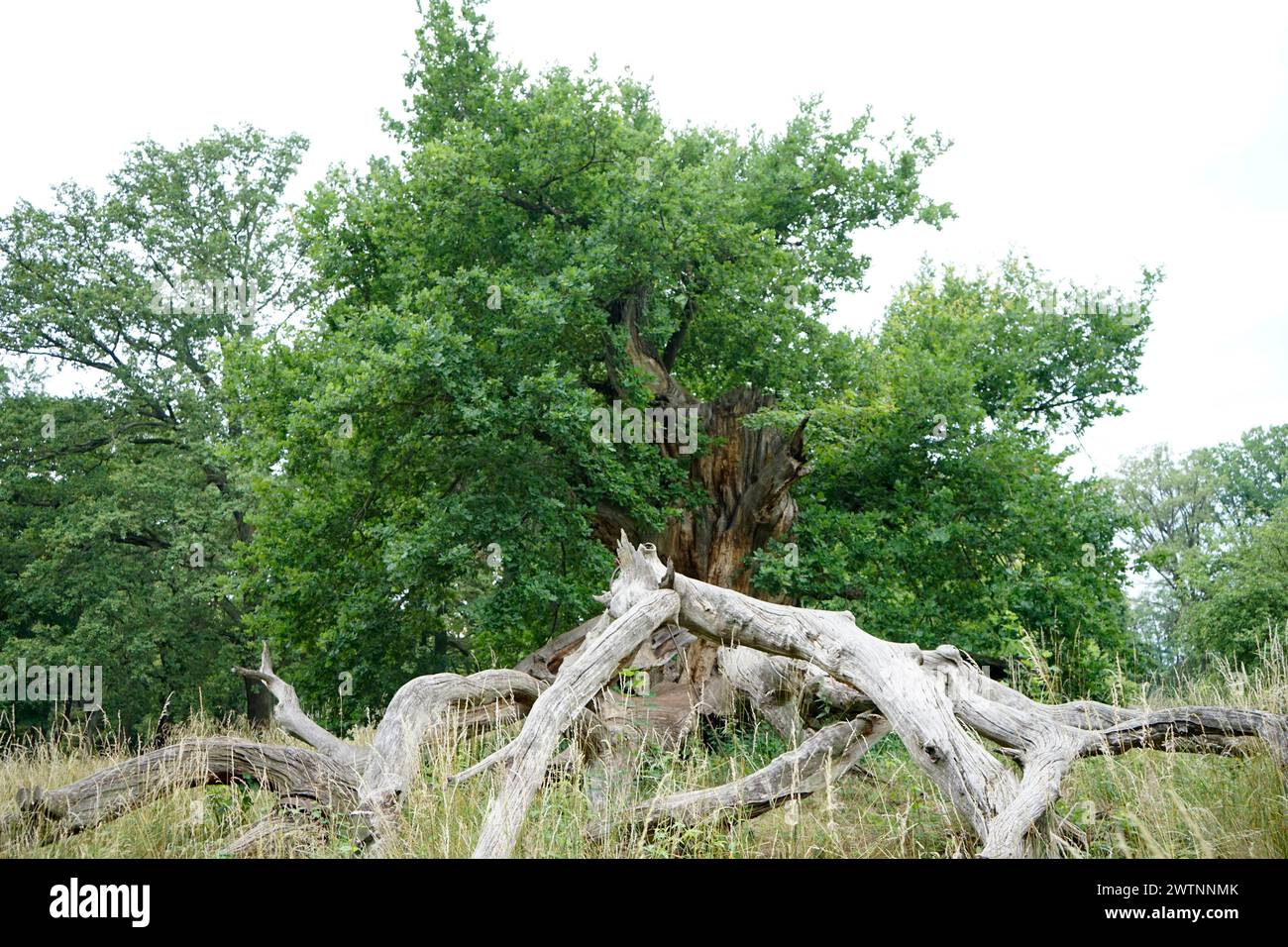 Tausendjährige Eiche, Schlosspark, Sacrow, Potsdam (nur für redaktionelle Verwendung. Keine Werbung. Referenzdatenbank: http://www.360-berlin.de. © Stockfoto