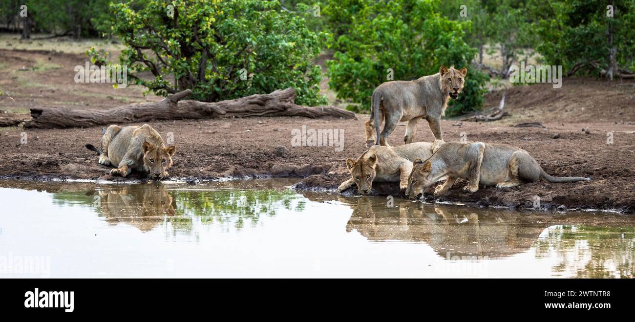 Löwen trinken in einem Wasserloch in Botswana, Afrika Stockfoto