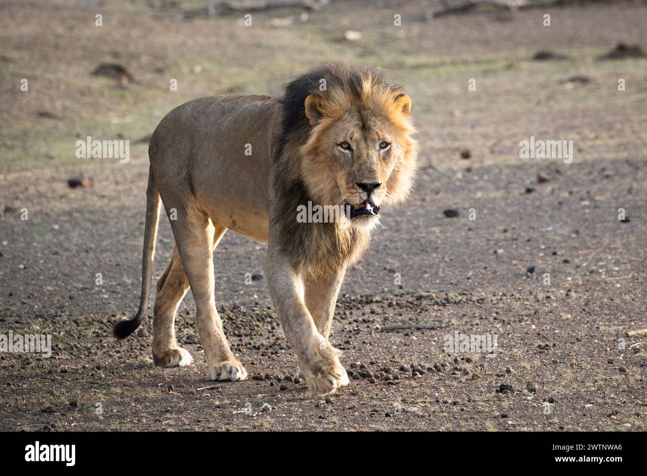 Einzelner Löwe auf Safari in Botswana, Afrika Stockfoto