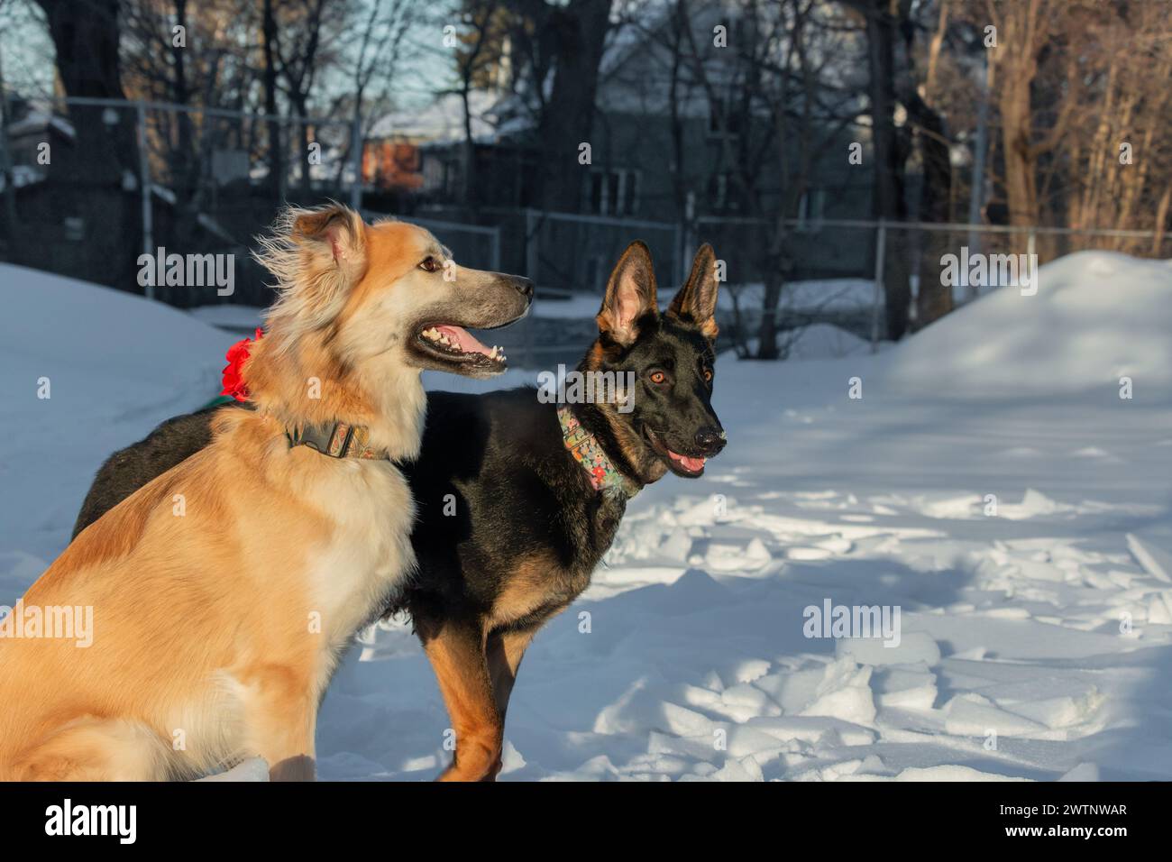 Zwei Hunde spielen im Schnee im Park. Der Hund ist ein Deutscher Schäferhund. Stockfoto