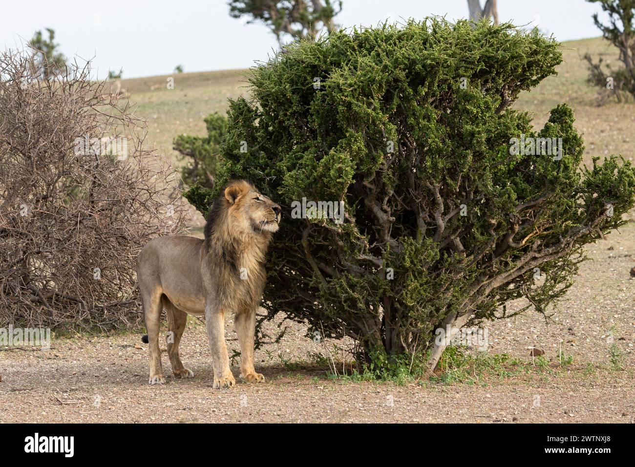 Männlicher Löwe markiert sein Territorium in Botswana, Afrika Stockfoto
