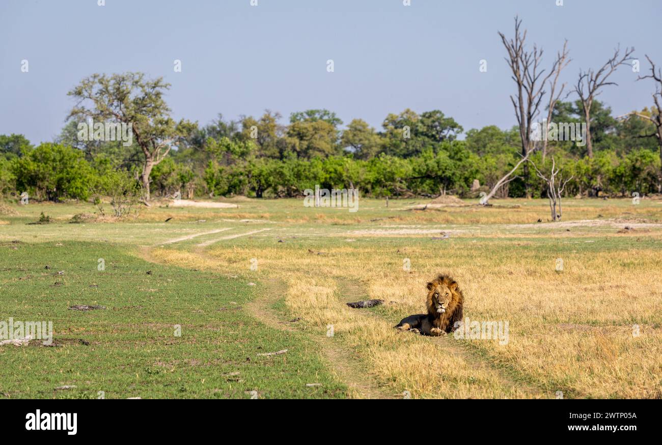 Männlicher Löwe in der Landschaft von Botswana, Afrika Stockfoto