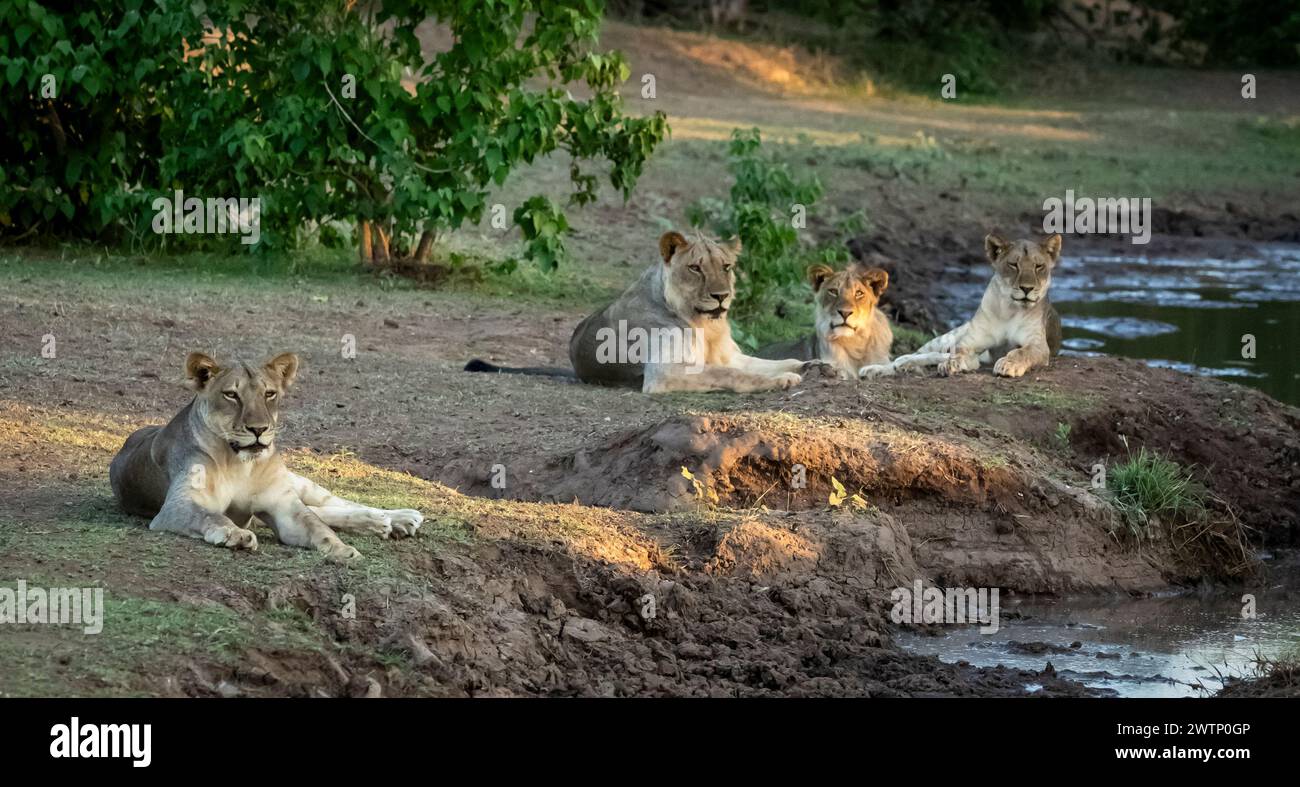 Der Stolz der Löwen, die im goldenen Abendlicht in Botswana, Afrika, sitzen Stockfoto