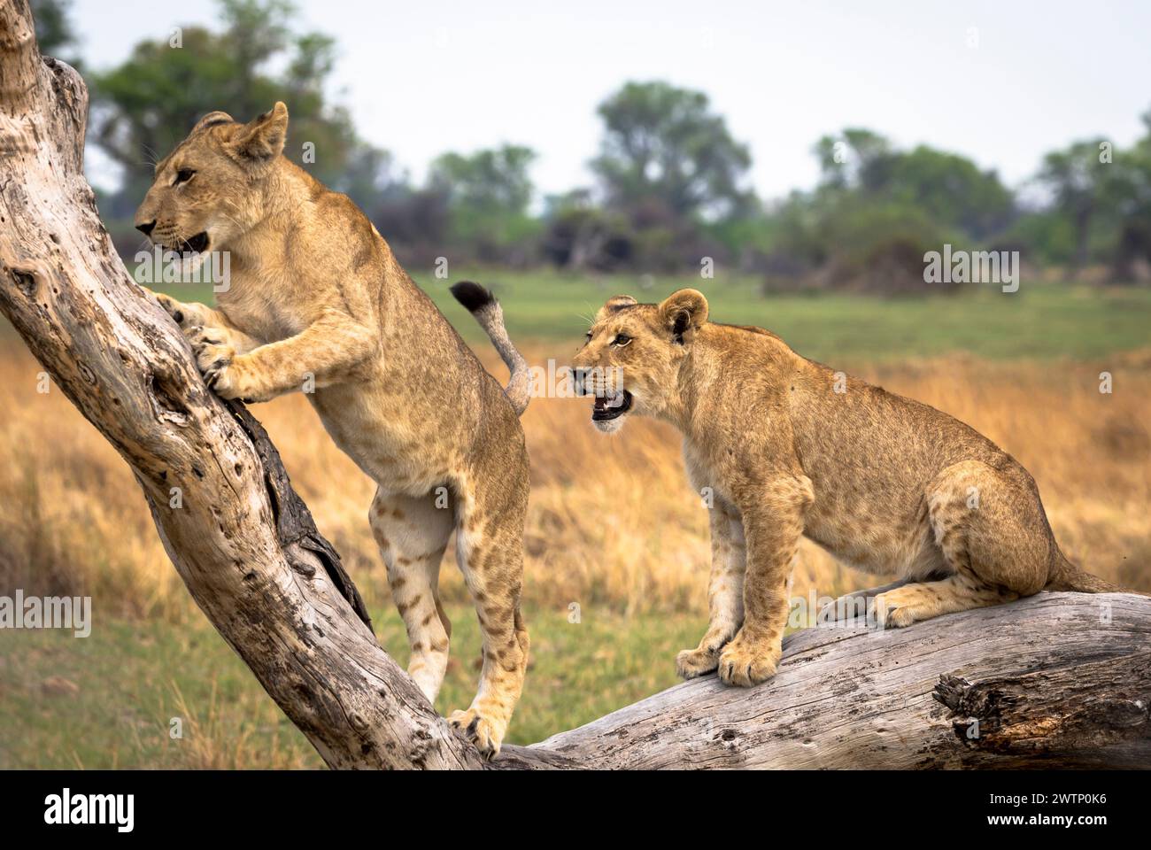 Löwenjungen klettern auf einem Baumstamm in Botswana, Afrika Stockfoto