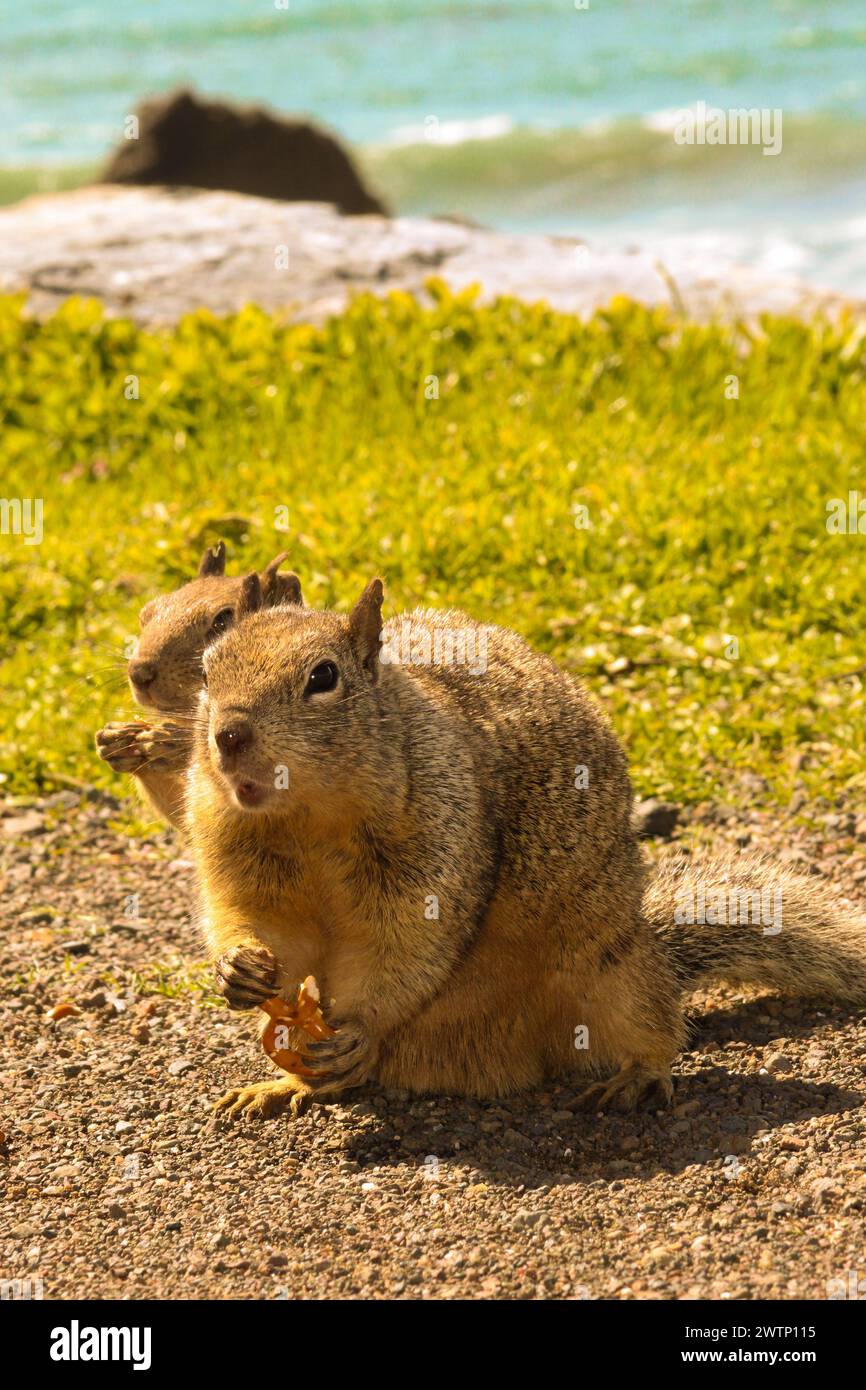 Ein hinterhältiges Eichhörnchen wurde mit roten Händen oder besser gesagt mit roten Klauen gefangen, als es versuchte, einige Snacks zu stehlen. Stockfoto