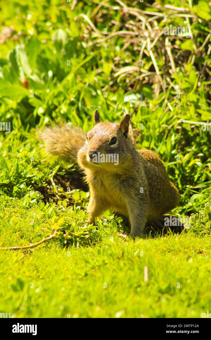 Ein Bild eines niedlichen Eichhörnchens mit Wangen voller Nahrung, das auf Gras an der wunderschönen Küste Kaliforniens steht. Stockfoto