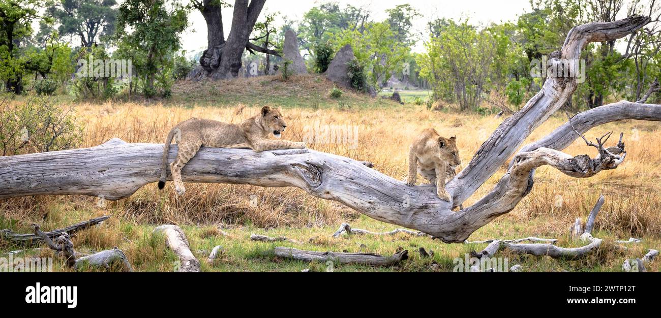 Löwenjungen klettern auf einem Baumstamm in Botswana, Afrika Stockfoto