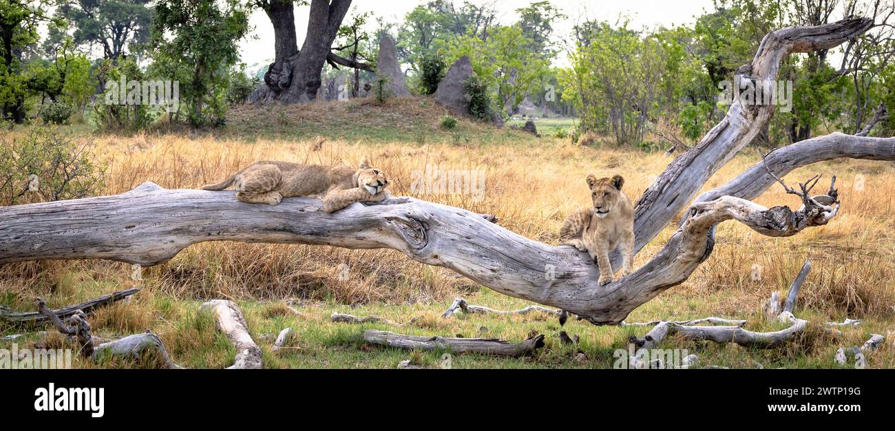 Löwenjungen klettern einen Baumstamm und schlafen in Botswana, Afrika Stockfoto
