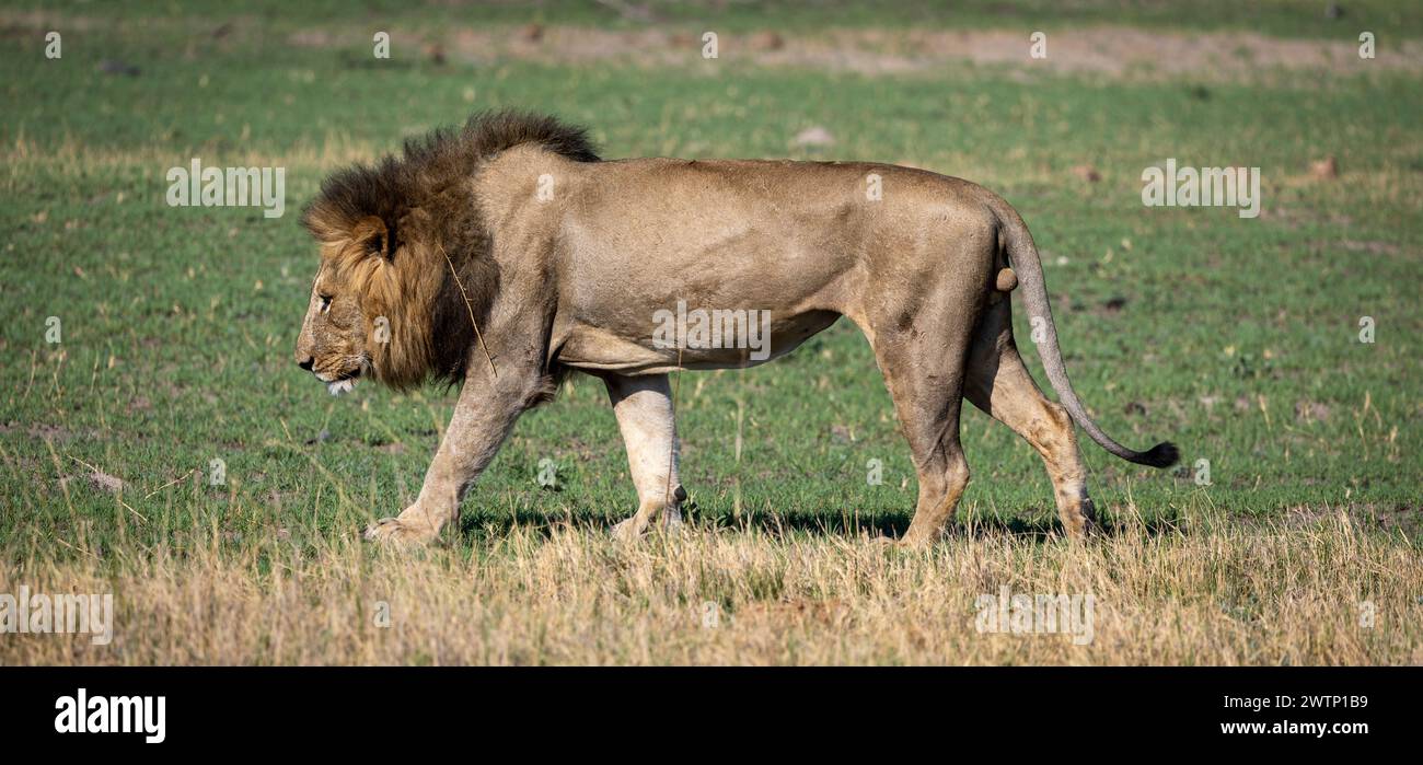 Einzelner Löwe auf Safari in Botswana, Afrika Stockfoto