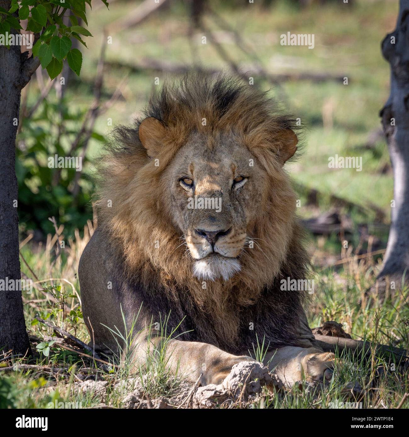 Einzelner Löwe auf Safari in Botswana, Afrika Stockfoto