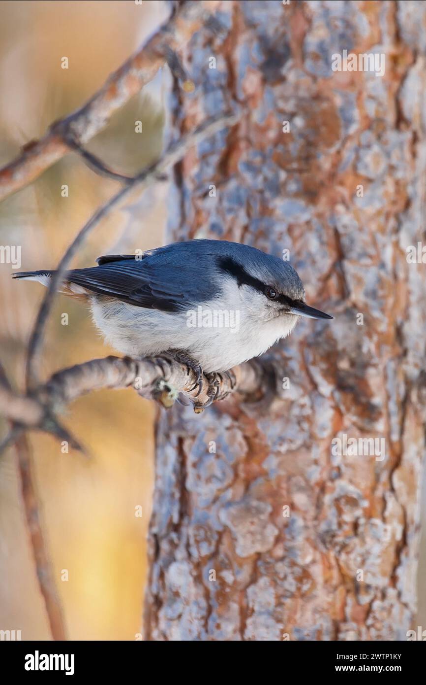 Nuthatch sitzt auf einem Ast vor dem Hintergrund eines Baumstamms Stockfoto